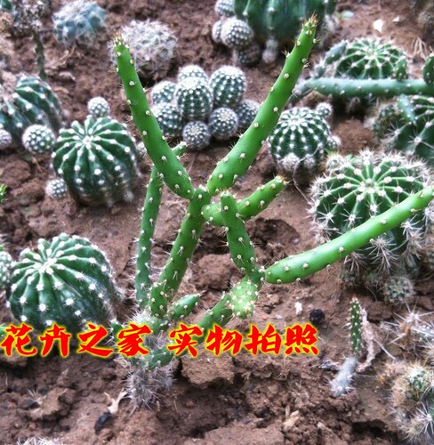 多肉植物，【仙人牡丹】 .开花很漂亮 - 图0