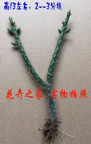 多肉植物，【仙人牡丹】 .开花很漂亮 - 图1