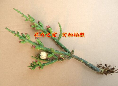 多肉植物，【仙人牡丹】 .开花很漂亮 - 图3