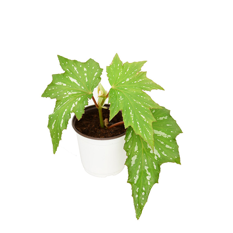 乌头杂秋海棠     美国银枫  Begonia   室内绿植精选盆栽,淘宝优惠券,粉丝福利购,淘宝优惠卷