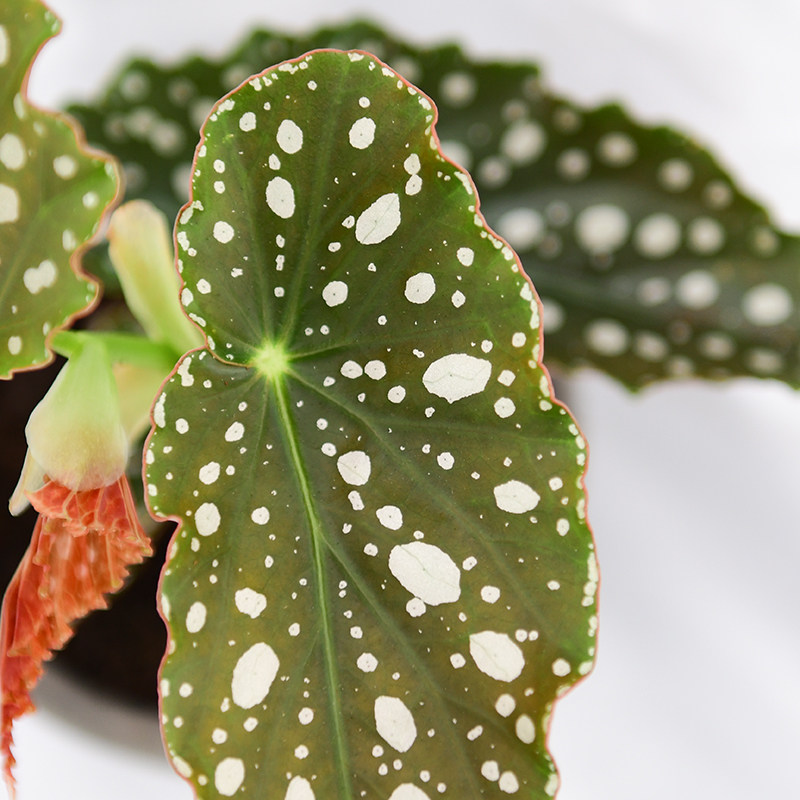 粉旗鱼秋海棠  网红室内绿植盆栽,淘宝优惠券,粉丝福利购,淘宝优惠卷