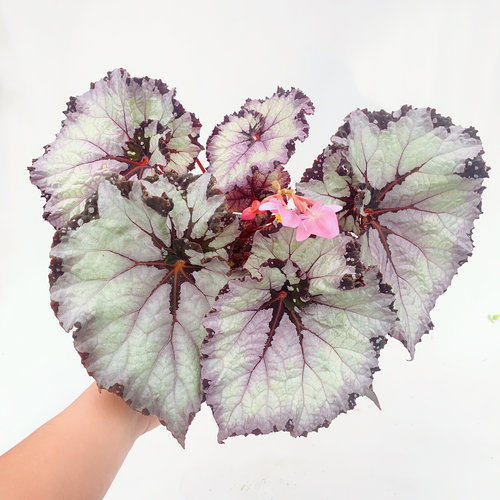 花花公子秋海棠   直播间精选 - 图0