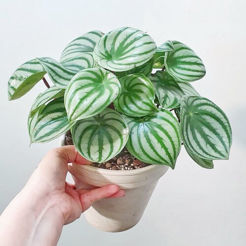 麒麟瓜椒草 Peperomia  argyreia 网红室内绿植盆栽 - 图1