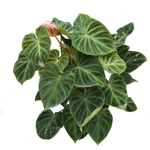 荷兰荧光蔓绿绒  (迷雾)  室内绿植盆栽热植 - 图1