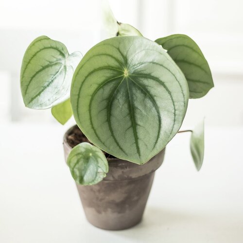 麒麟瓜椒草 Peperomia  argyreia 网红室内绿植盆栽 - 图3