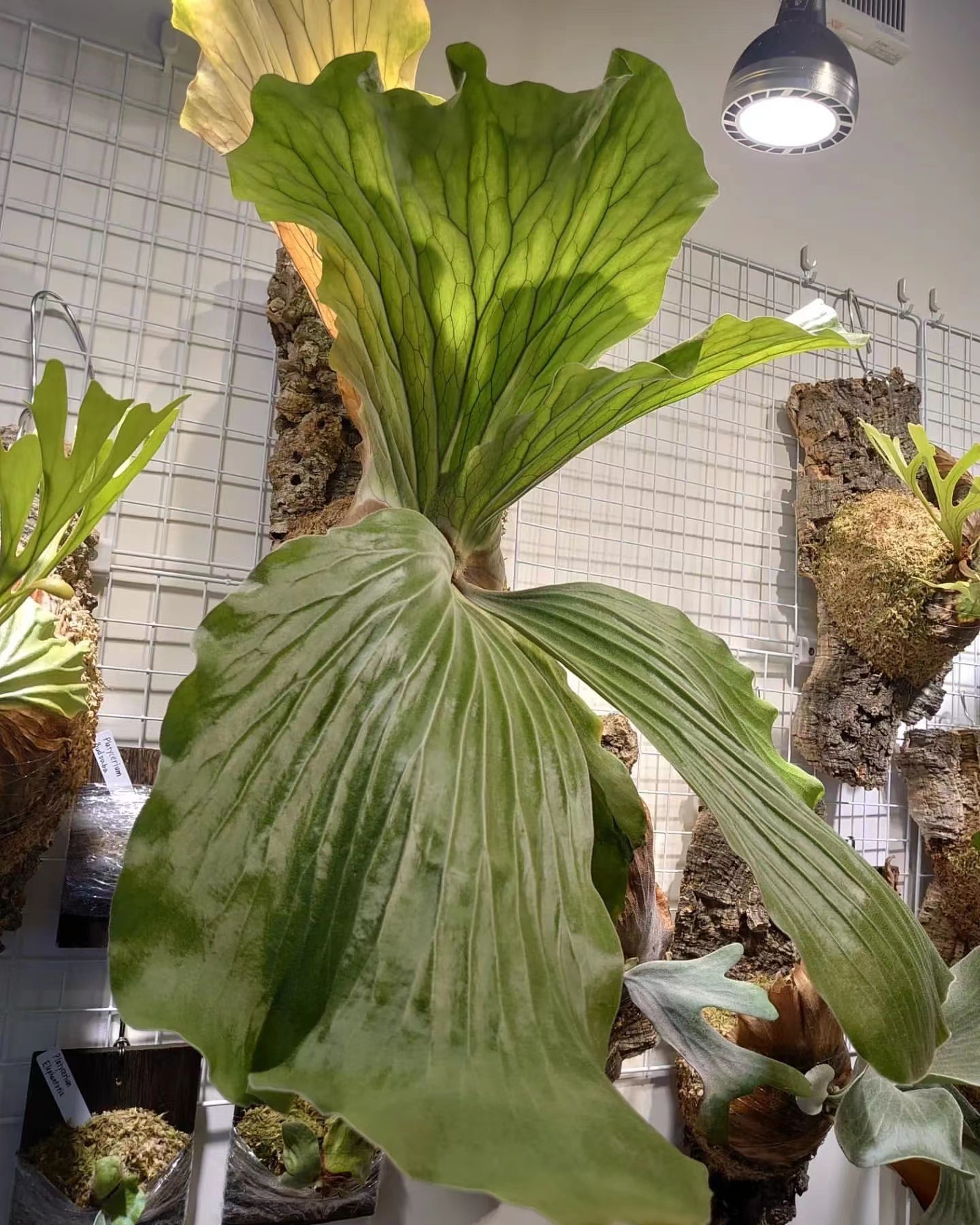 象耳鹿角蕨 Platycerium elephantoris室内户外绿植盆栽-图0