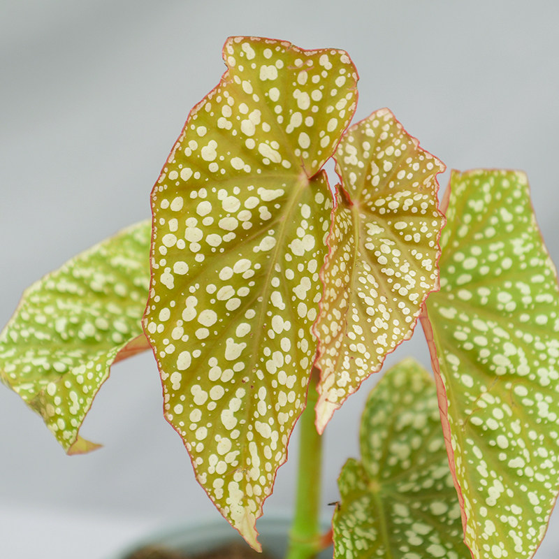富士山秋海棠 若慕植馆  ins风网红室内植物,淘宝优惠券,粉丝福利购,淘宝优惠卷