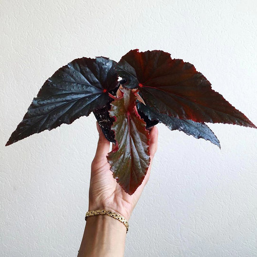 阿拉伯日落秋海棠 Begonia Arabian Sunset 竹节类稀有室内盆栽 - 图2