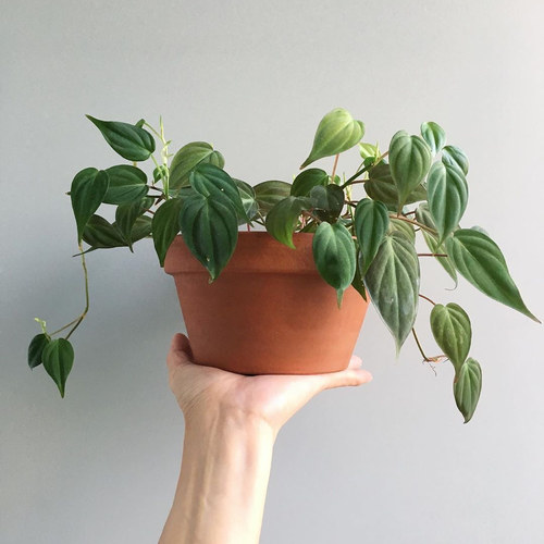 云母蔓绿绒 Philodendron Micans 网红室内盆栽绿植 - 图1
