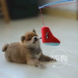 Совместно!Птенцы -тапочки и собаки для игрушек с мячом