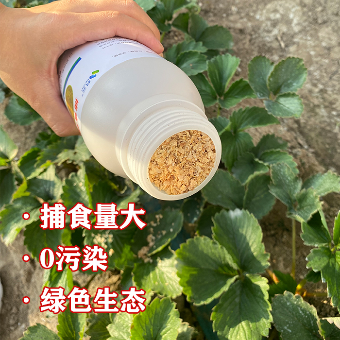 科云加州捕食螨红蜘蛛专用柑橘草莓月季花卉多肉病虫害常用天敌 - 图0