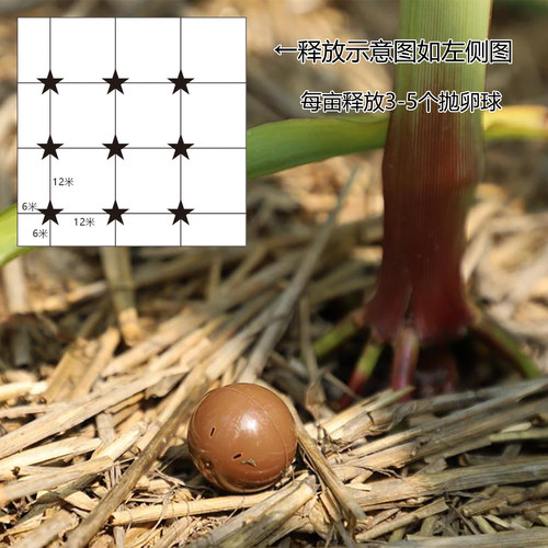 赤眼蜂抛卵球天敌寄生蜂防治水稻蔬菜玉米二化螟棉铃虫小菜蛾粘虫 - 图2
