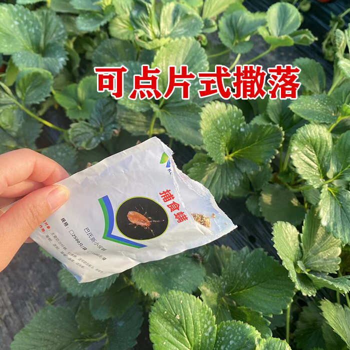 科云加州捕食螨红蜘蛛专用柑橘草莓月季花卉多肉病虫害常用天敌-图1