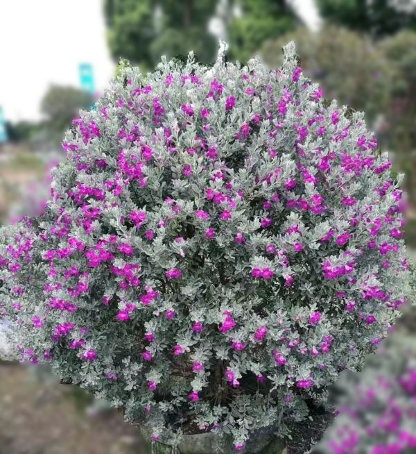 红花玉芙蓉 预告暴雨花 德州鼠尾草银叶绿叶 阳台庭院易修剪造型 - 图1