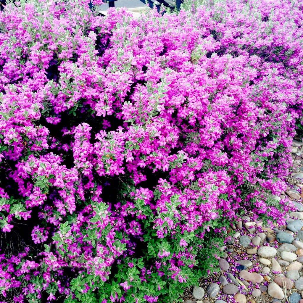 红花玉芙蓉 预告暴雨花 德州鼠尾草银叶绿叶 阳台庭院易修剪造型 - 图3