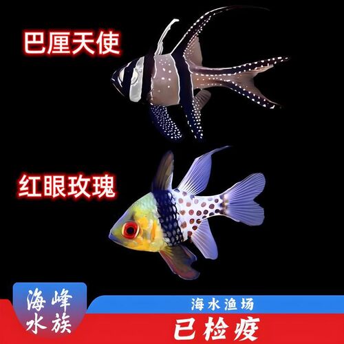 10年老店巴黎天使红眼玫瑰里厘泗水合集小丑鱼海水鱼活体观赏鱼 - 图3