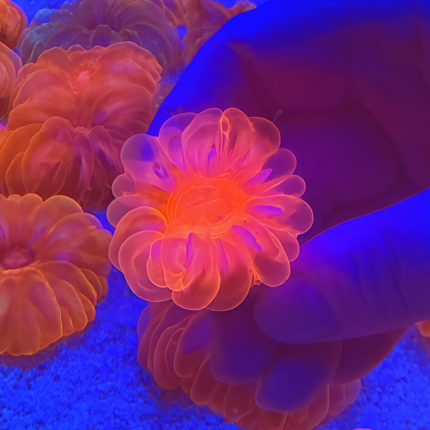 彩色富士脑类合集红富士脑红水晶脑糖果脑黄绿飞盘海水缸珊瑚活体,淘宝优惠券,粉丝福利购,淘宝优惠卷