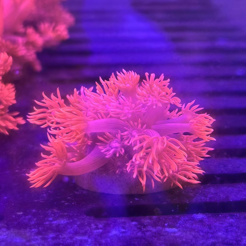 长须圆帽红宝石花茉莉花单包单苞海水鱼珊瑚缸活物活体小丑鱼海缸,淘宝优惠券,粉丝福利购,淘宝优惠卷