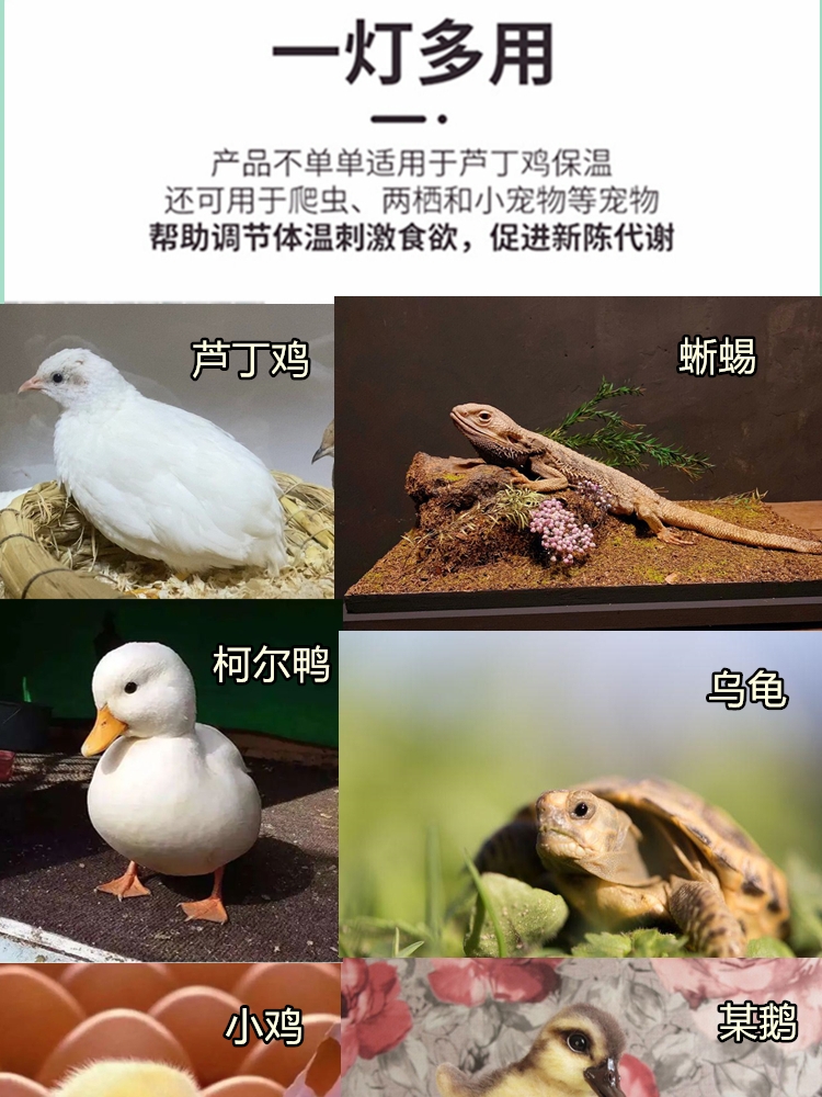 芦丁鸡小鸡育雏取暖陶瓷灯泡保温灯养殖场加热节能设备鸭鹅育雏