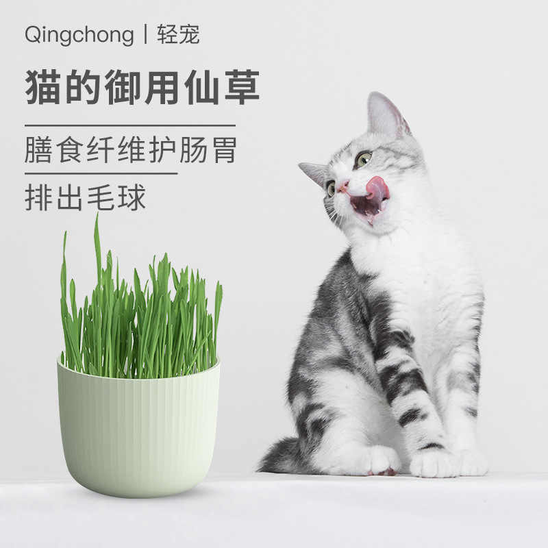 猫草盆花盆 新人首单立减十元 21年9月 淘宝海外