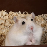 Ham Semi Wood Project Daquan Little Golden Silk Bear в летнем дефиците пыли белый