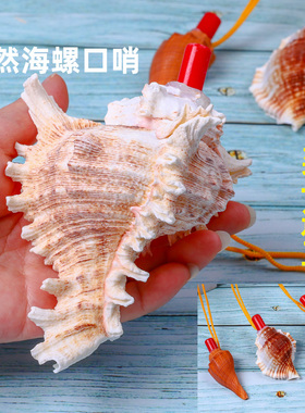 天然海螺号角可吹喇叭哨能吹响的