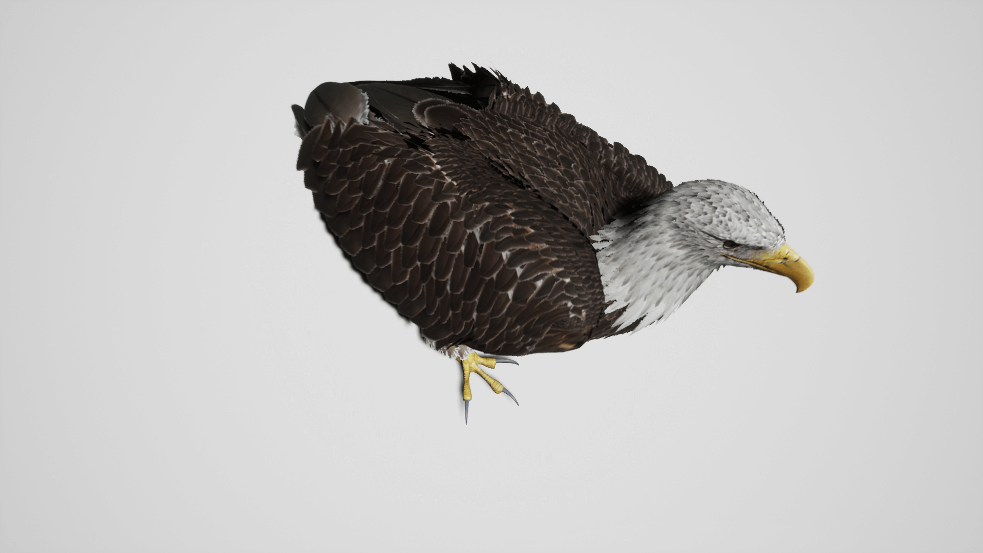 UE5虚幻5 Bald eagle 白头鹰老鹰角色模型带动画 - 图2