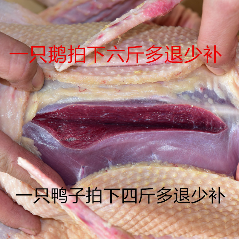 老鹅农家散养笨大鹅土鸭新鲜现杀鹅肉整只红头鸭绿头鸭量小3斤价 - 图0