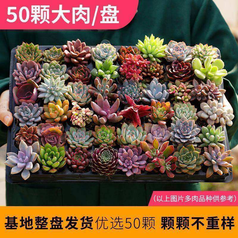 肉肉 多肉植物 盆栽组合 豪华套餐桃蛋 黄丽 红宝石 绿植花卉园艺,淘宝优惠券,粉丝福利购,淘宝优惠卷