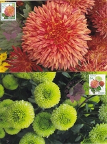 2023 Japanese flower series Chrysanthemum Japan Limit Sheet 2 sets