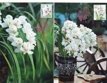 2023 Japan Flower Series Big Flower Whelan Japan Limit sheet 2 sets