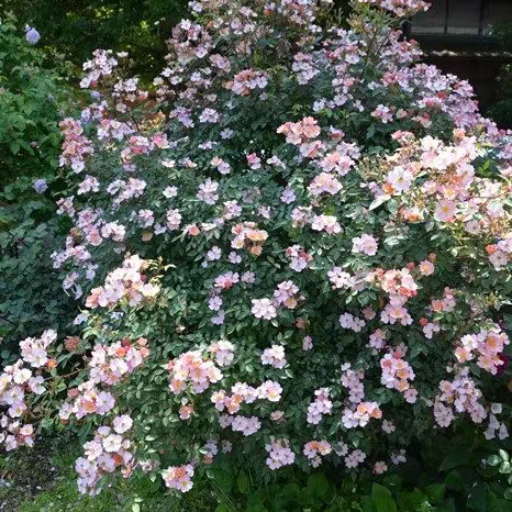 糖果罐 灌木月季 花色渐变 花量大分枝多 抗病适合阳台盆栽,淘宝优惠券,粉丝福利购,淘宝优惠卷