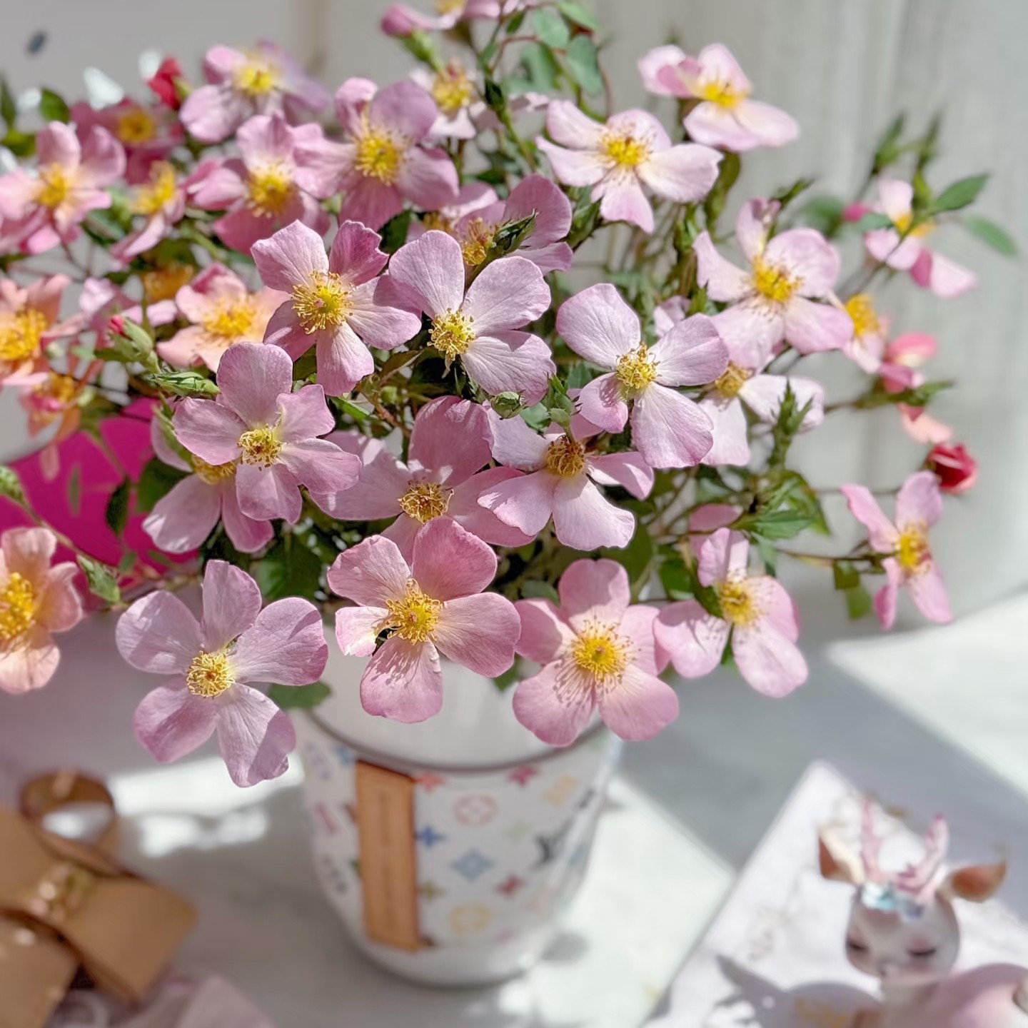 糖果罐 灌木月季 花色渐变 花量大分枝多 抗病适合阳台盆栽,淘宝优惠券,粉丝福利购,淘宝优惠卷