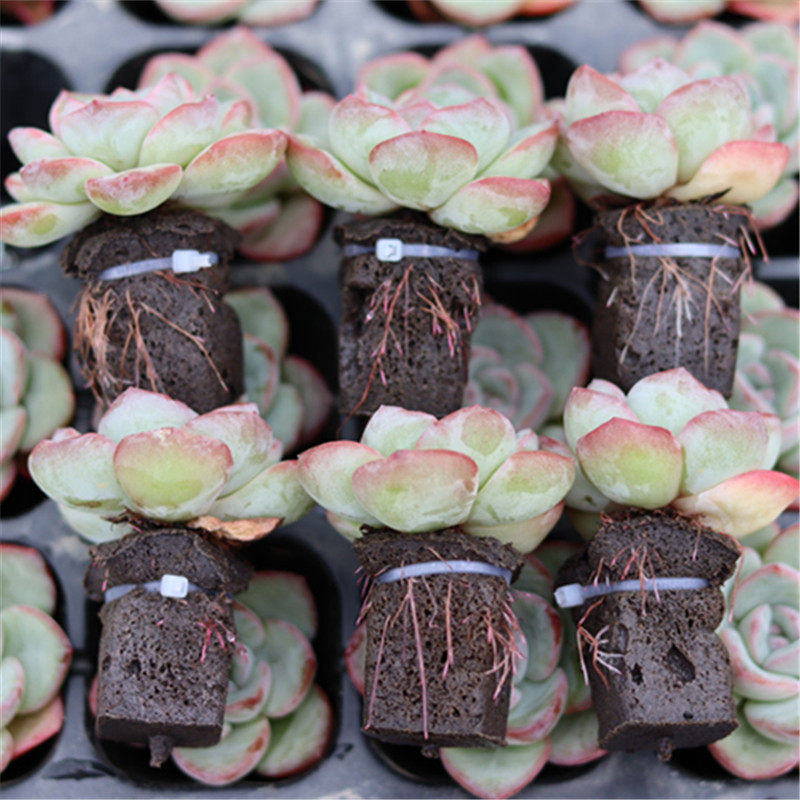 生物炭绵无土多肉栽培基质海绵控养育苗块种植专用营养土组合套装,淘宝优惠券,粉丝福利购,淘宝优惠卷