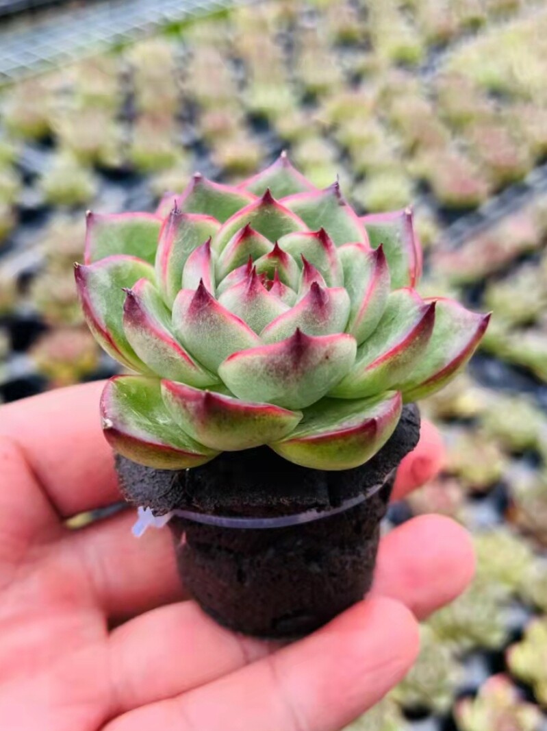 生物炭绵无土多肉栽培基质海绵控养育苗块种植碳棉营养土盆栽,淘宝优惠券,粉丝福利购,淘宝优惠卷