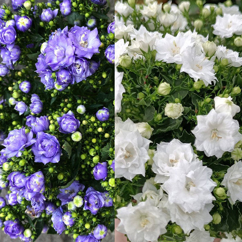 意大利风铃花丹麦重瓣梦露风铃草盆栽带花苞蓝色紫色花阳台网红花