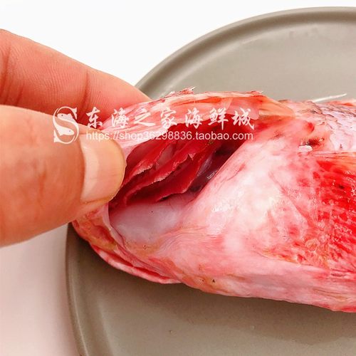 新货东海老虎鱼新鲜虎头鱼冷冻水产品海鲜深海鱼海捕1到2条少刺 - 图1