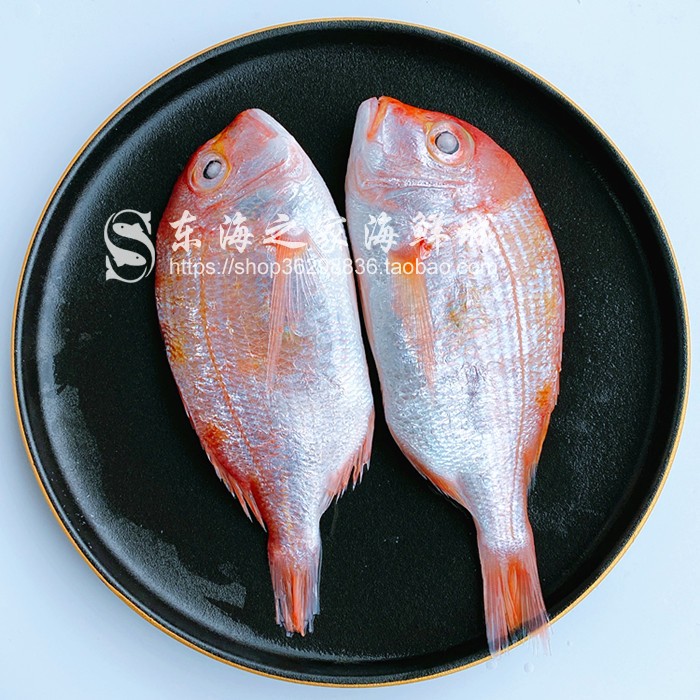 新货东海红鲷鱼鲜活加吉鱼冷冻铜盆鱼深海鱼海鲜水产品1斤2条左右 - 图1