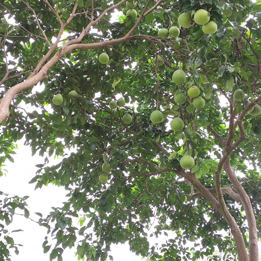 重庆土柚子纯植物去异味柚皮清香新鲜新房装修新车除味整个柚子果 - 图0