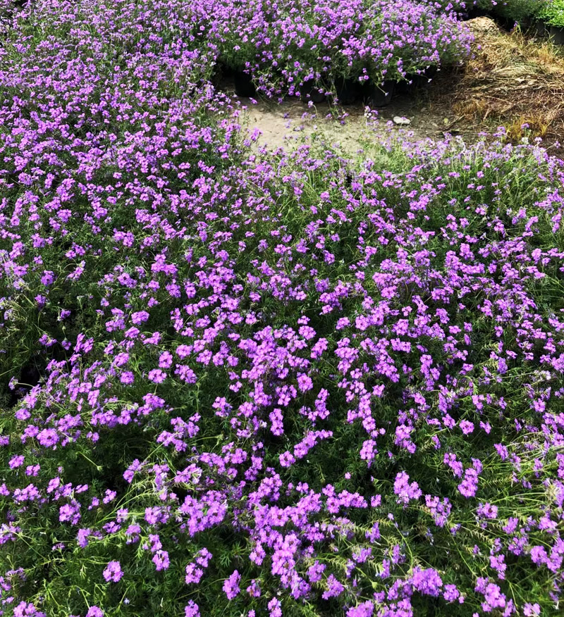 成都户外苗木花卉销售美女樱四季草花阳台花园露台花台花箱开花花-图3