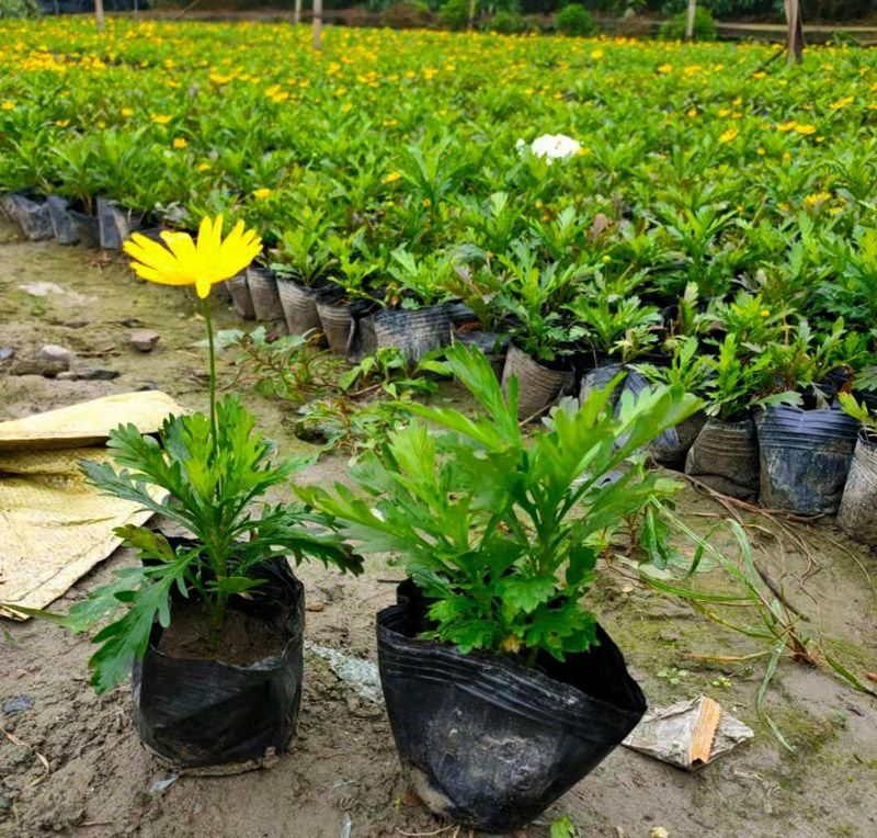 成都户外绿植木春菊黄金菊四季开花地被植物工程绿化苗木花园苗木-图0