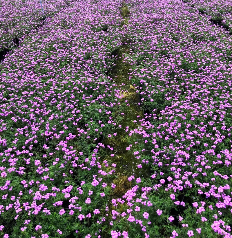 成都户外苗木花卉销售美女樱四季草花阳台花园露台花台花箱开花花-图2