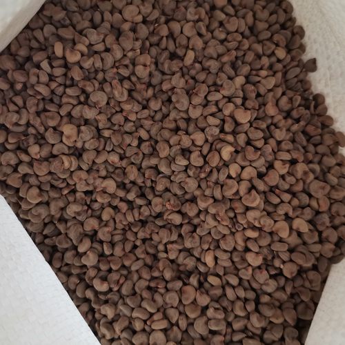 洛神花种子红桃k苗泡茶女盆栽花苗花种云南种籽红金梅玫瑰茄种孑 - 图2