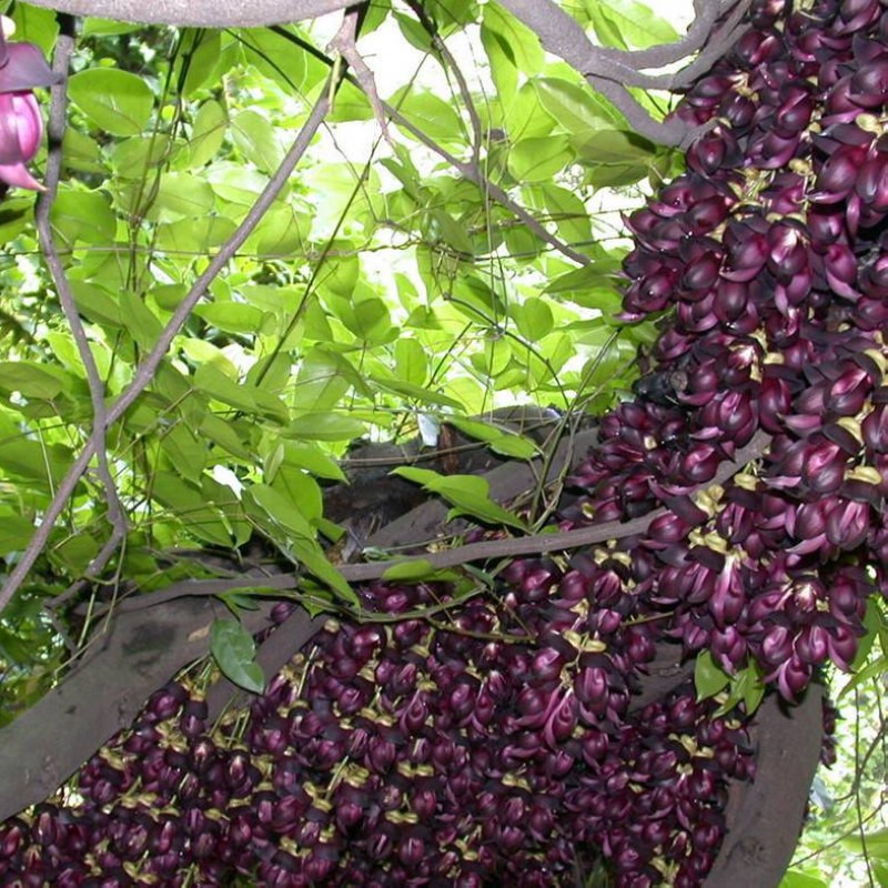 四季常青爬藤类攀援植物树种油麻藤种子牛马藤大血藤雀儿花常绿 - 图0