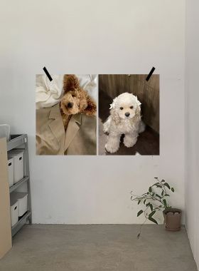 治愈系狗狗海报纸ins风慵懒家居网红打卡咖啡厅服装店背景墙布置