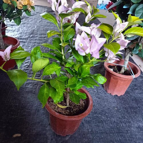 《金夫人》飘枝，垂钓，高飘三角梅花卉绿植 可看苗情 - 图1