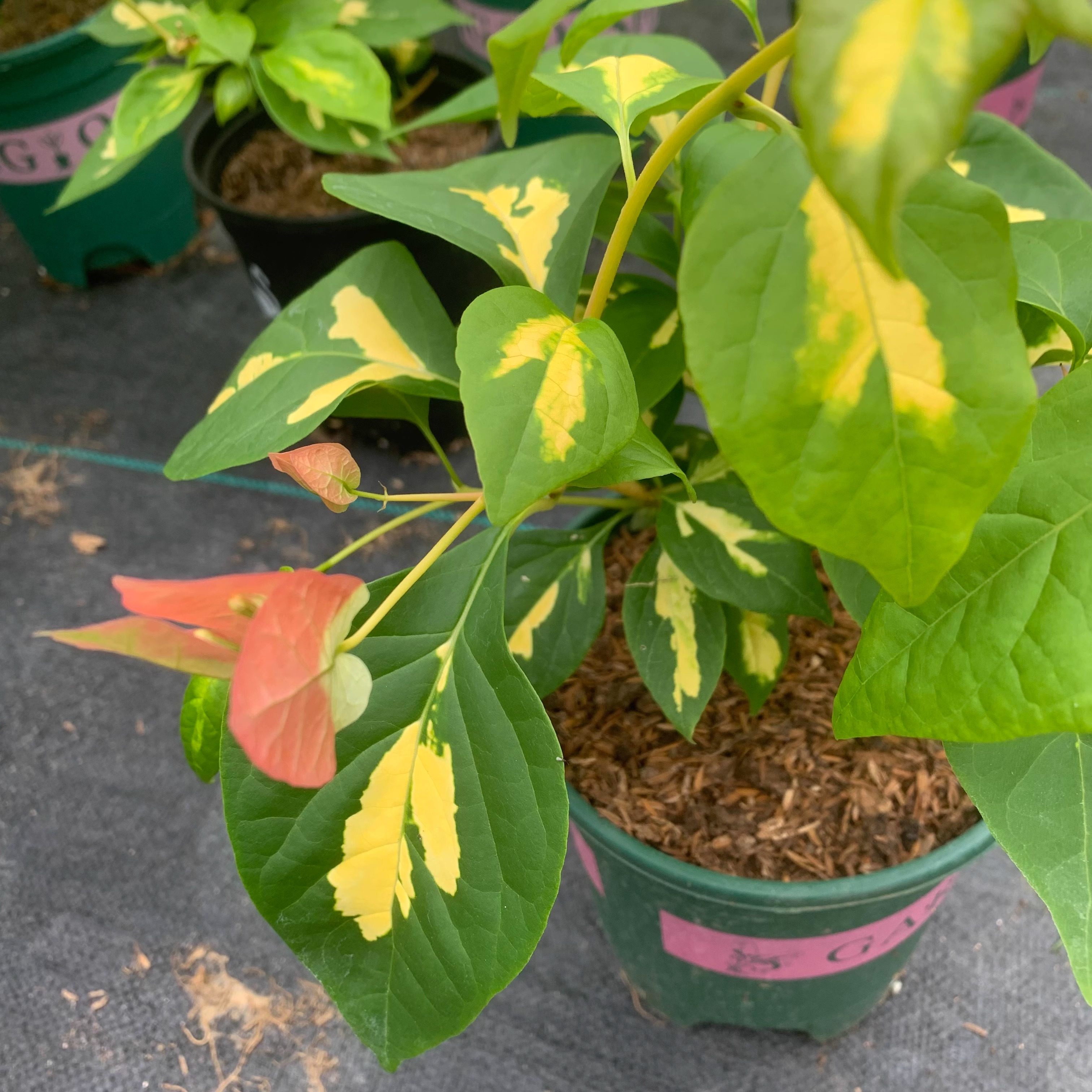 （金星橙白）三角梅四季开花绿植盆栽花卉爬藤植物勤花品种,淘宝优惠券,粉丝福利购,淘宝优惠卷