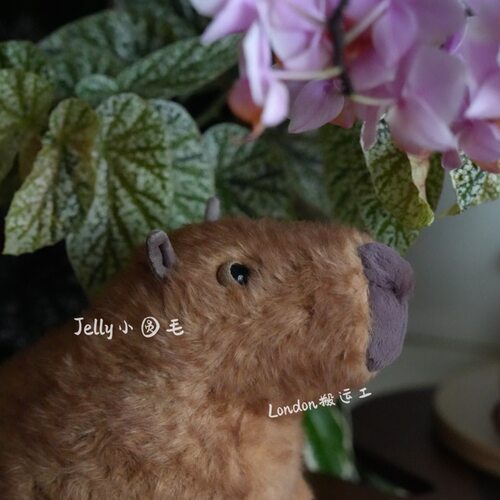 国内现货英国代购Jellycat卡皮巴拉水豚塔利龟capybara 豚门永存 - 图3