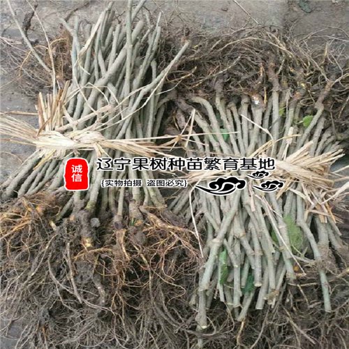 桑树苗无籽桑葚苗黑树莓盆栽地栽果树苗高产南方北方种植二年结果 - 图3