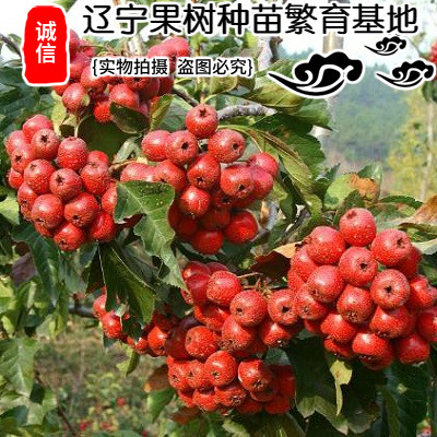 嫁接山楂苗大金星地栽山楂树大五棱适合南北方种植嫁接磨盘果树苗 - 图0